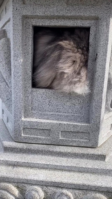 灯籠の中にもふもふ