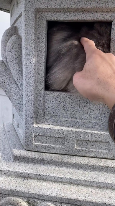 つんつんされるもふもふ