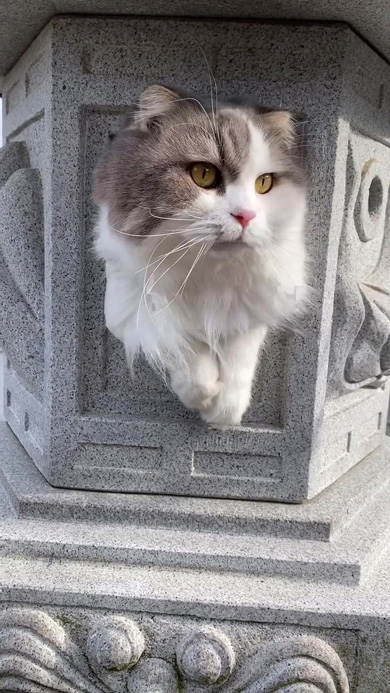 見つめてくる猫