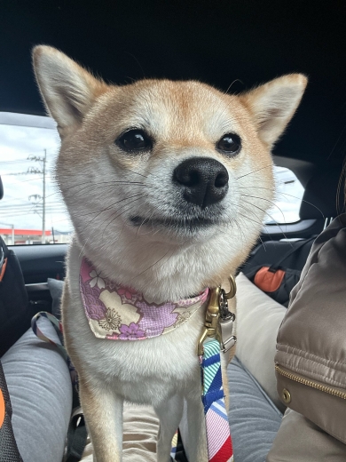 病院を見つけたワンコ