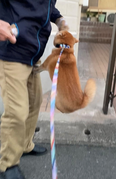 病院を見つけたワンコ