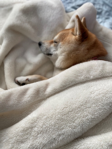 病院を見つけたワンコ