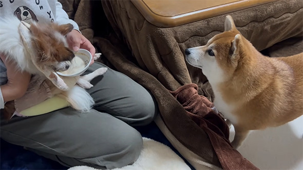 シニア犬のごはんを狙う柴犬
