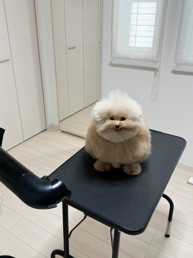 ドライヤー中のワンコ