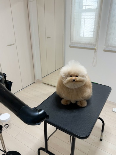 ドライヤー中のワンコ