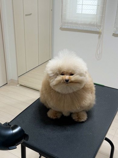 ドライヤー中のワンコ