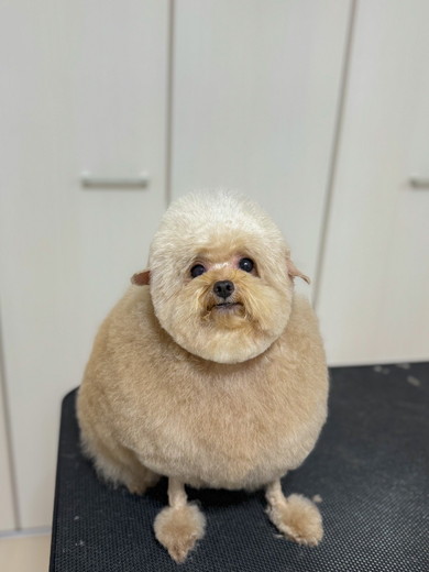 トリミング後のワンコ