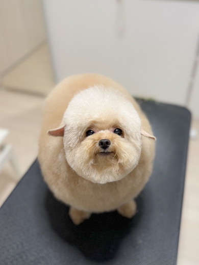 トリミング後のワンコ