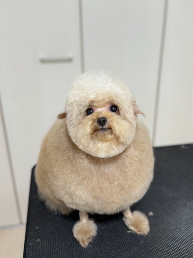 トリミング後のワンコ