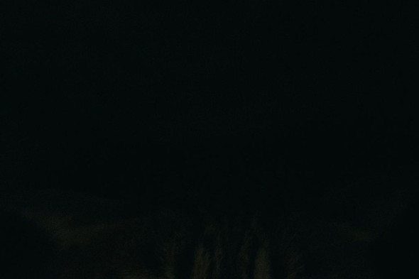 暗闇の中の猫ちゃん