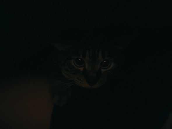 暗闇の中の猫ちゃん