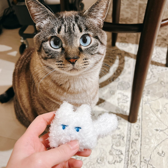 ぬいぐるみを暮れる猫ちゃん