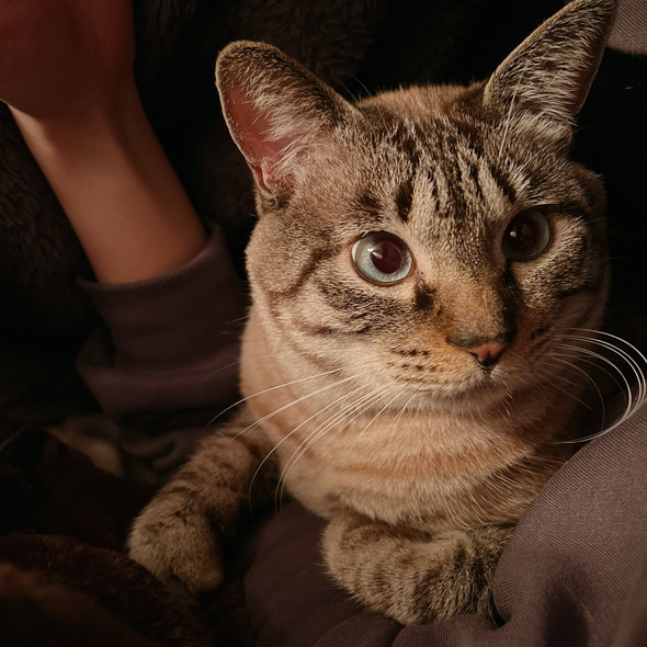 くつろぐ猫ちゃん