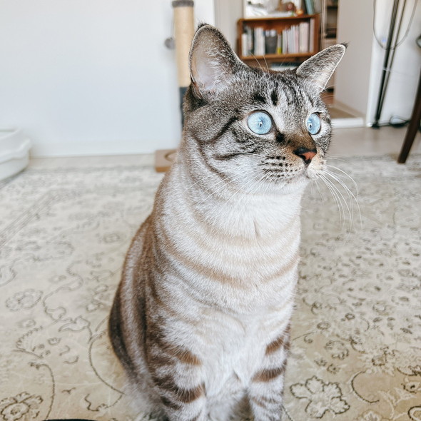 昼間の猫ちゃん