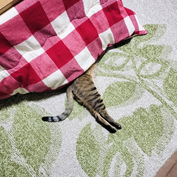 こたつに入ってなぜか脚だけ丸出しの猫ちゃん