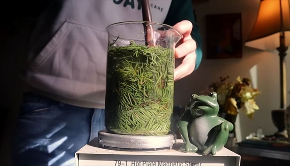 マツ科の植物の葉から絵の具作ってみた