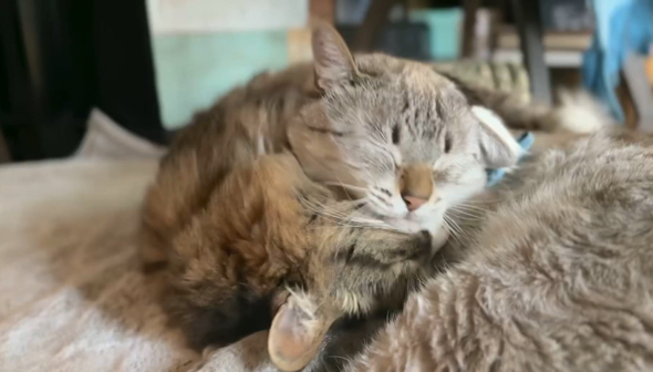 いつも一緒で仲良しの猫2匹