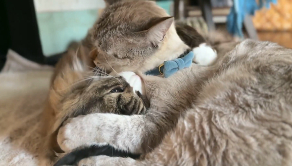 くっついて戯れ合う猫2匹