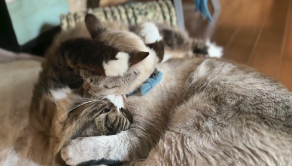 好きが溢れほどけない糸のようになる猫たち