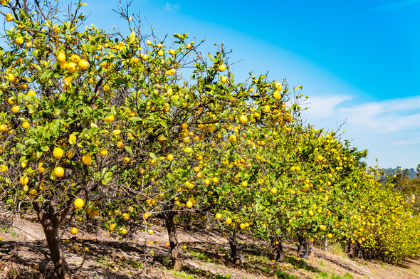 12年前にお小遣いで買ったレモンの木が……
