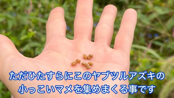 みそを作るために採取したヤブツルアズキ