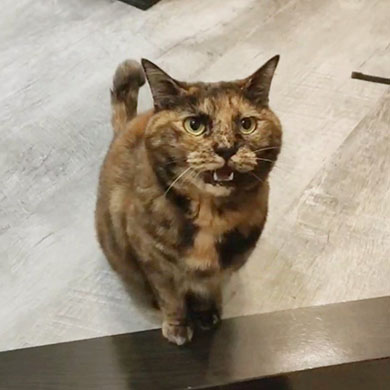 大泣きする猫ちゃん