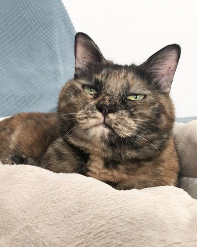 チベスナ顔の猫ちゃん