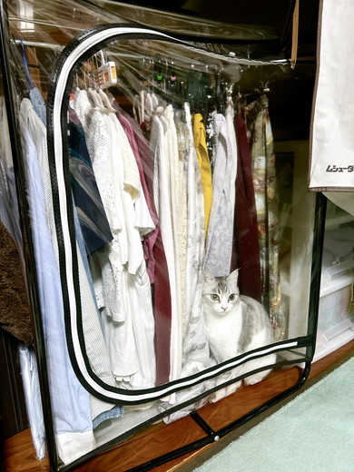 ハンガーラックカバーの中に居る猫ちゃん