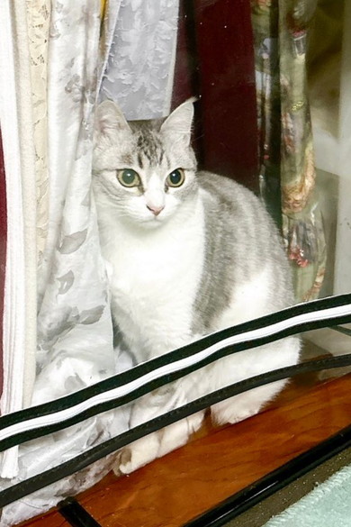 ハンガーラックカバーの中に居る猫ちゃん