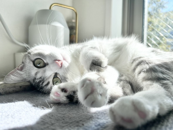 ひだまりでくつろぐ猫ちゃん