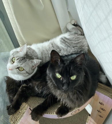 くっついてくつろぐ猫ちゃん2匹