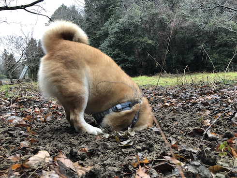 穴堀りするアンちゃん