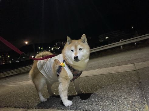 散歩中のアンちゃん