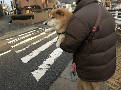 抱っこされるアンちゃん