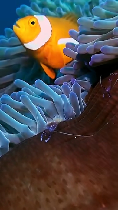 カクレクマノミが懸命に逃げ出す姿