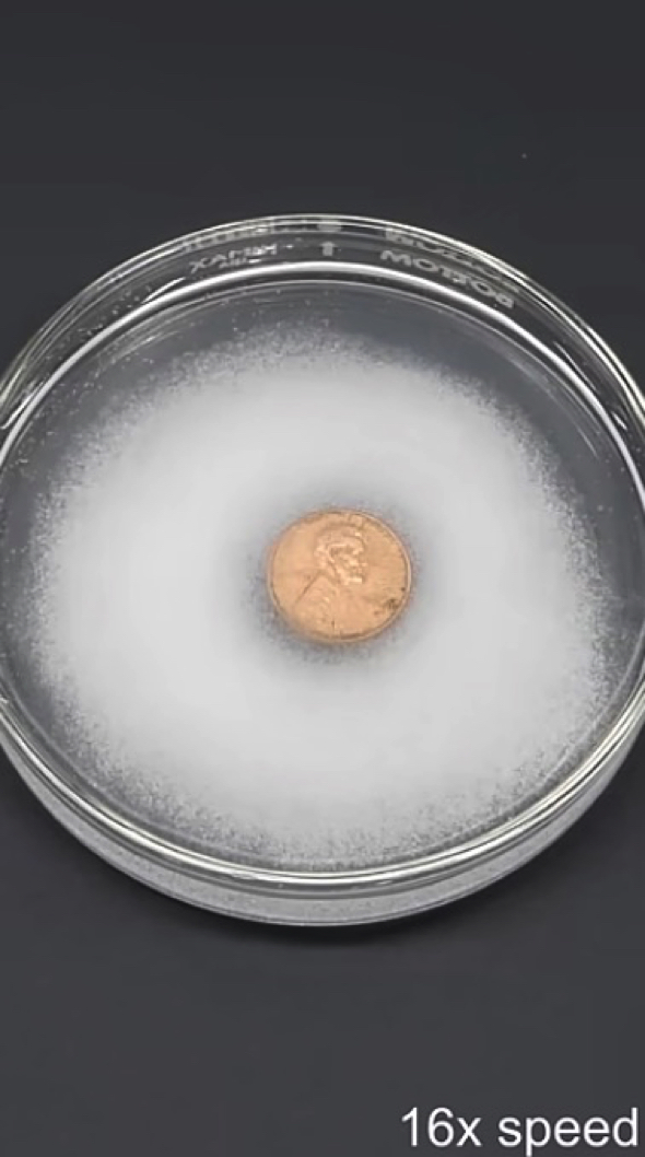 ブロンズ硬貨をゴールドに変える