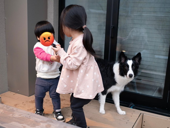 きょうだいゲンカを見守るワンコの様子