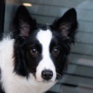 きょうだいゲンカを見守るワンコの様子