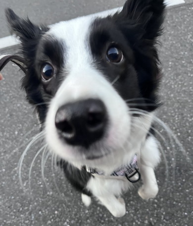 ごきげんで跳ねているワンコ