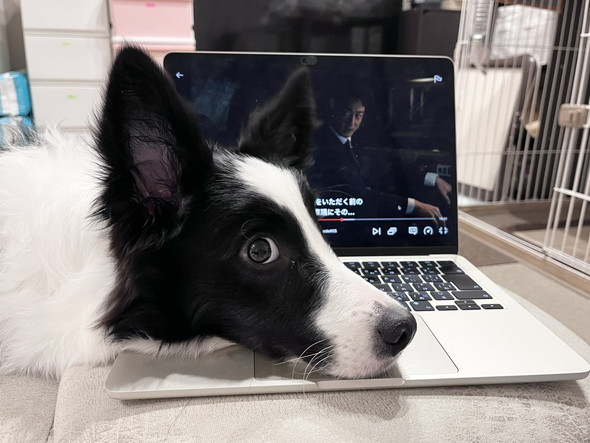 ドラマ視聴をお邪魔するワンコ
