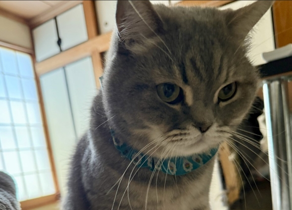 枕元にネズミを置いた猫