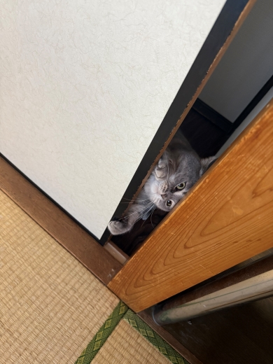 枕元にネズミを置いた猫