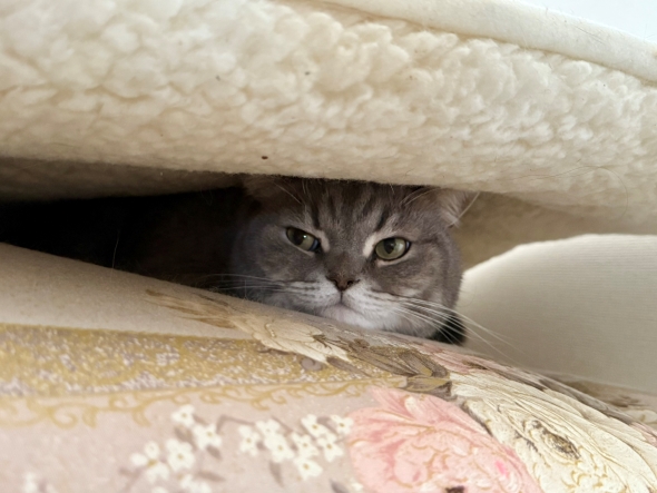 枕元にネズミを置いた猫