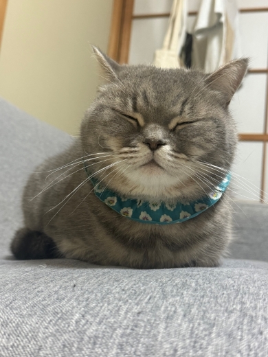 枕元にネズミを置いた猫