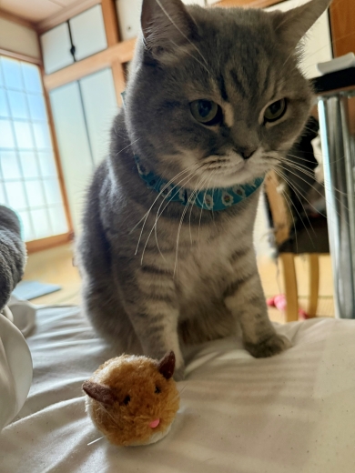 枕元にネズミを置いた猫