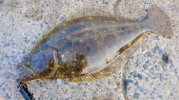 釣り上げたヒラメ