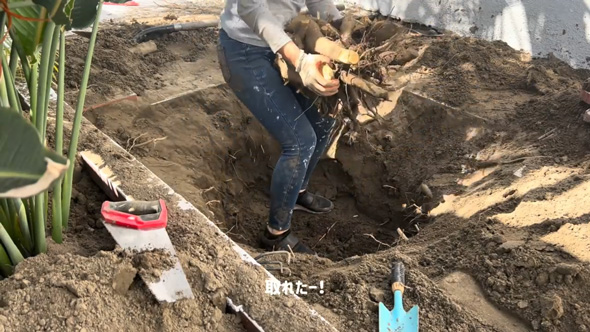 アメリカ ロサンゼルス 築70年 家 庭 リフォーム DIY ビフォーアフター