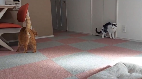 ステップを踏む猫