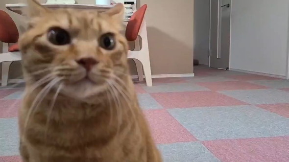 カメラを見る猫