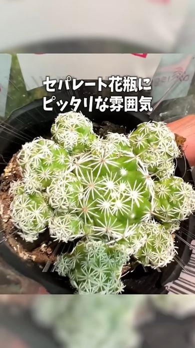 セパレート花瓶にぴったりなサボテンの一種である「ギンテマリ」